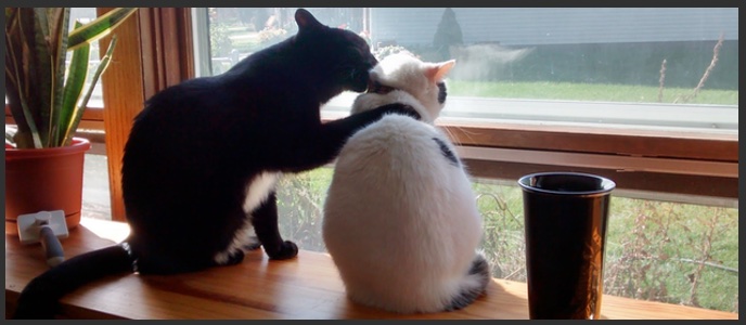 Two cats sitting together.